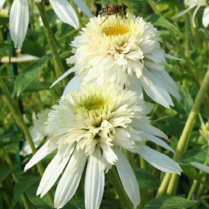 Эхинацея Моцарелла  